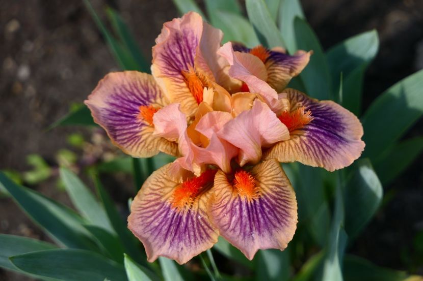 P1380304 - 2019_01_Irisi pitici si medii