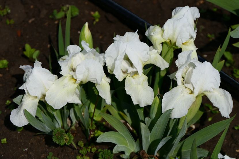 P1380327 - 2019_01_Irisi pitici si medii