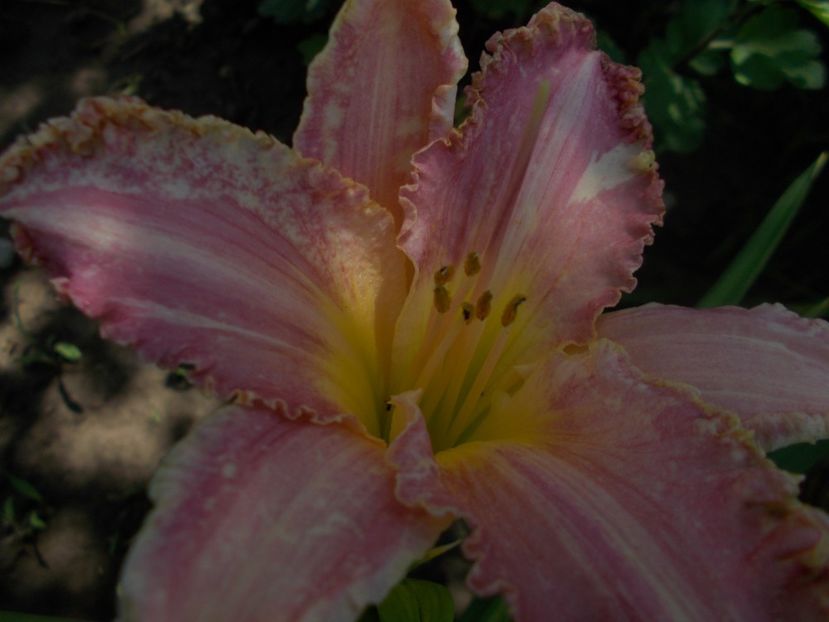  - Hemerocallis 2019