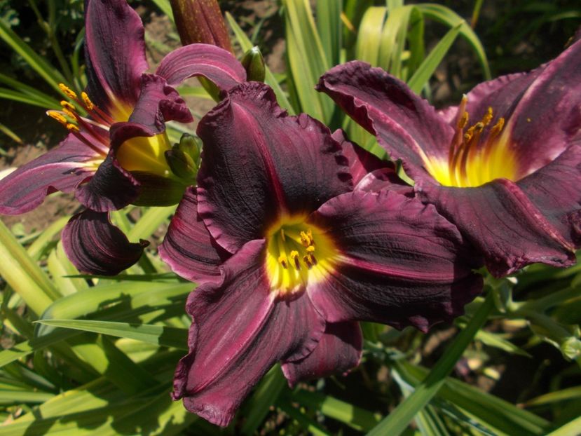  - Hemerocallis 2019
