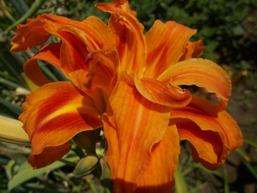  - Hemerocallis 2019