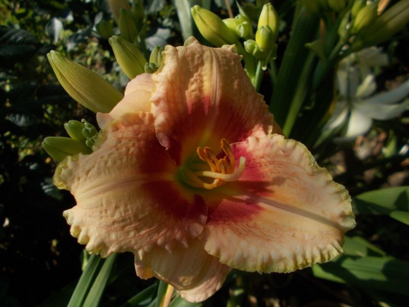  - Hemerocallis 2019