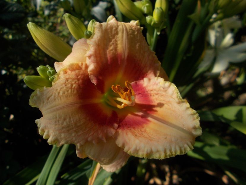  - Hemerocallis 2019