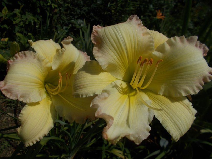  - Hemerocallis 2019
