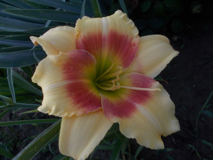 SPITS BEAUTY - Hemerocallis 2019