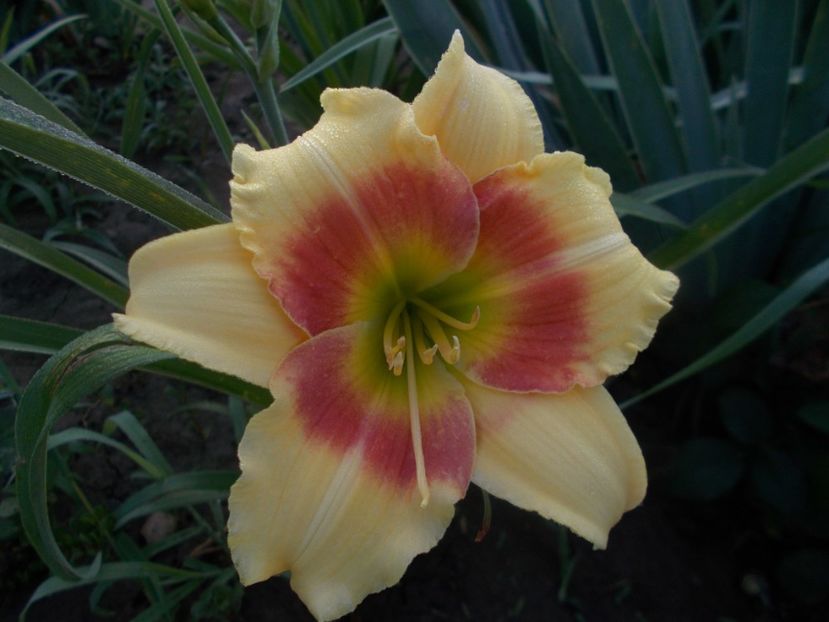 SPITS BEAUTY - Hemerocallis 2019