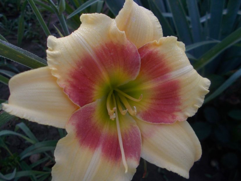 SPITS BEAUTY - Hemerocallis 2019