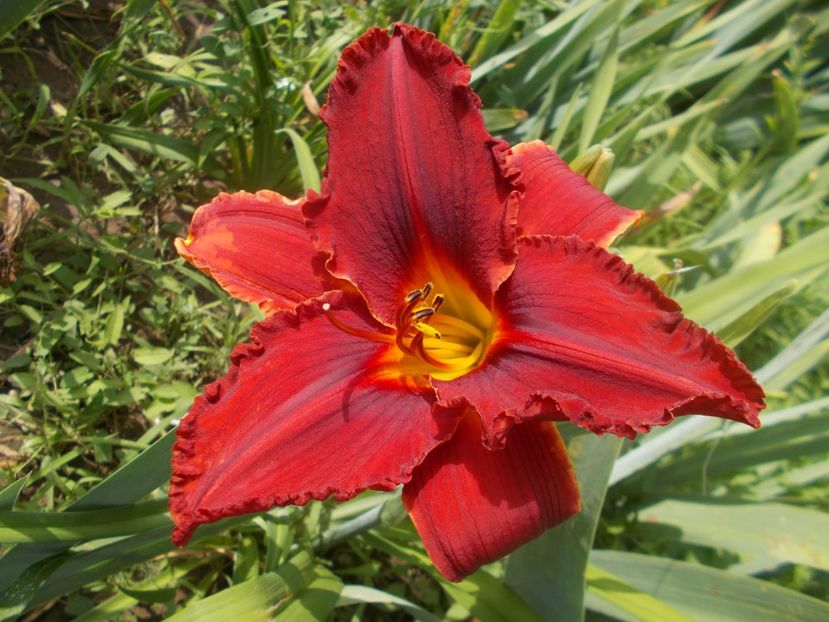  - Hemerocallis 2019