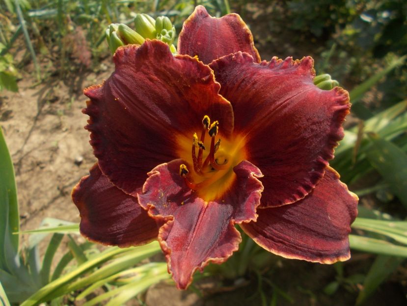 - Hemerocallis 2019