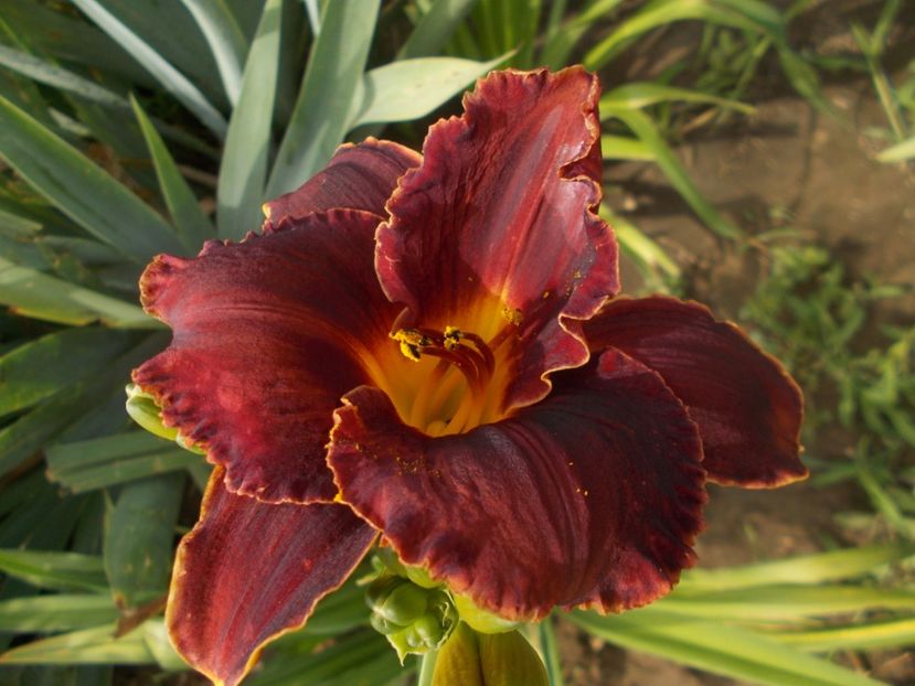  - Hemerocallis 2019