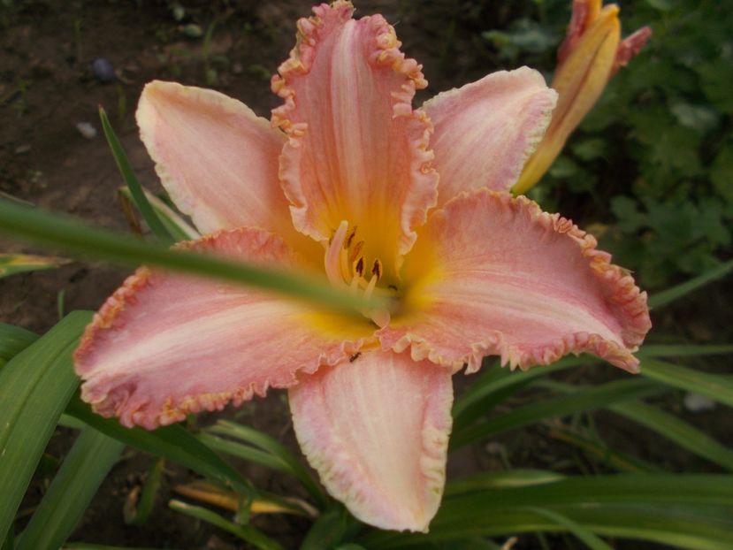 - Hemerocallis 2019