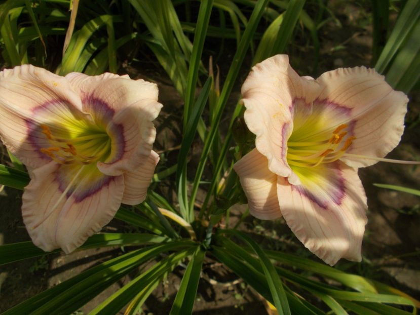  - Hemerocallis 2019