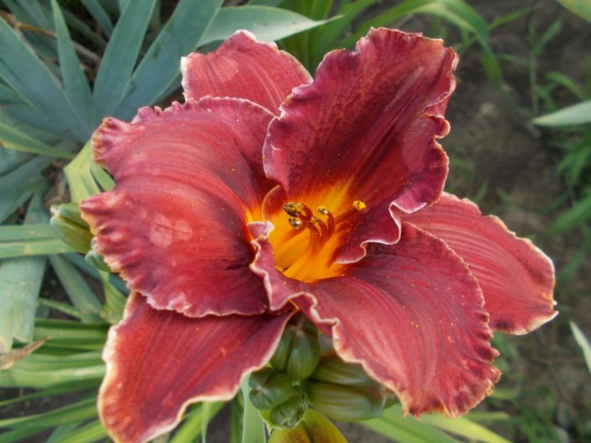  - Hemerocallis 2019