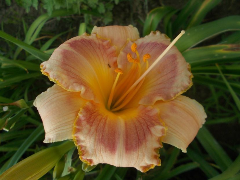 CINDY'S CHOICE - Hemerocallis 2019