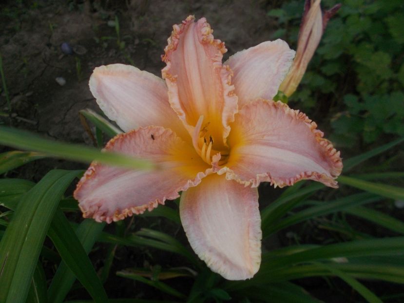  - Hemerocallis 2019