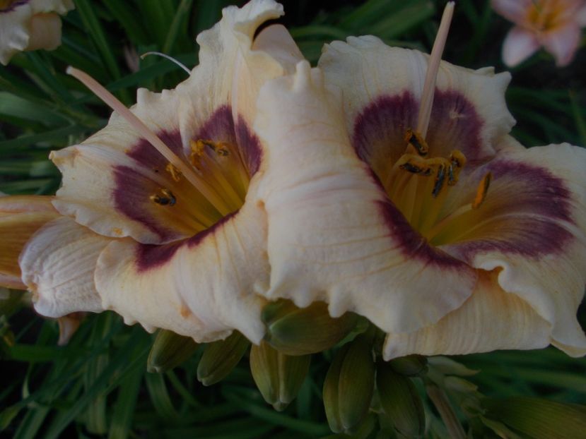  - Hemerocallis 2019