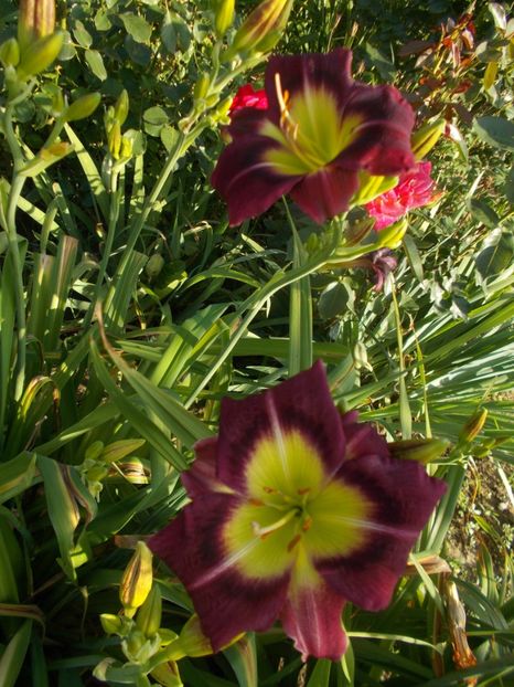  - Hemerocallis 2019
