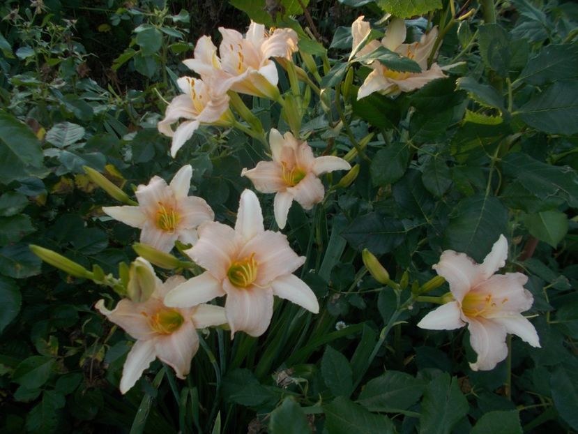  - Hemerocallis 2019