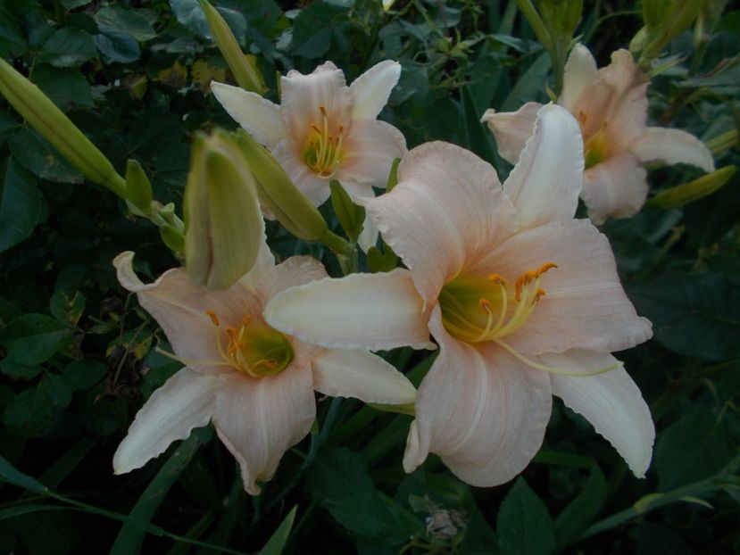  - Hemerocallis 2019