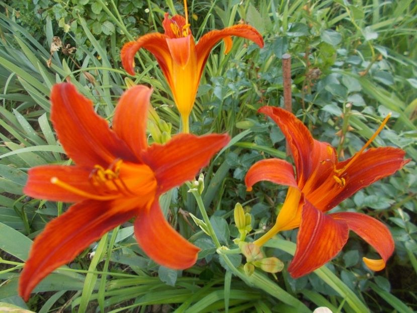 - Hemerocallis 2019