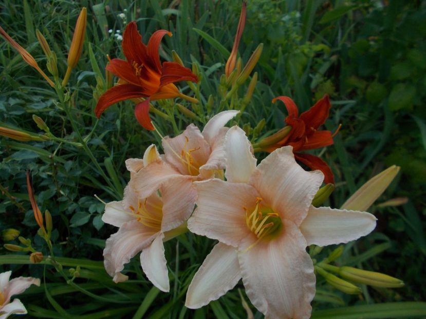  - Hemerocallis 2019