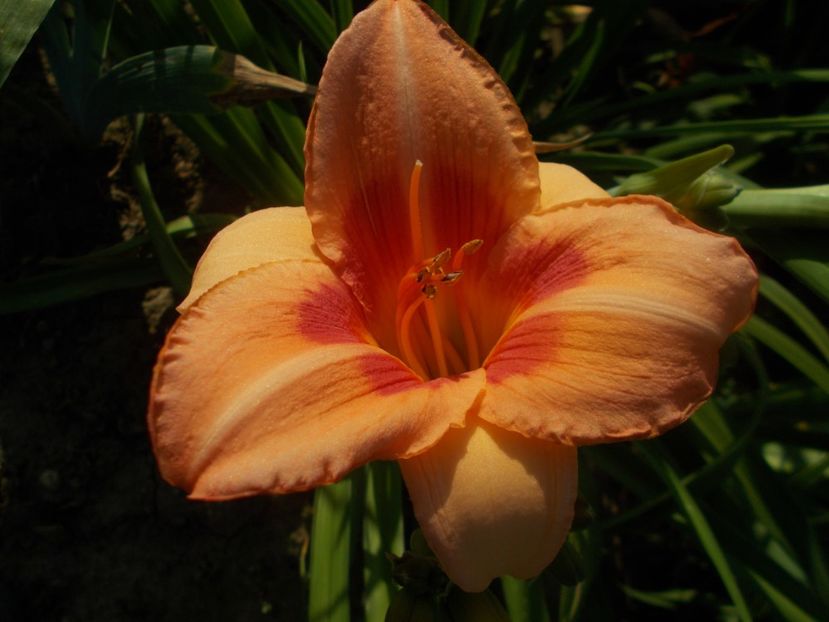 Real Wind - Hemerocallis 2019