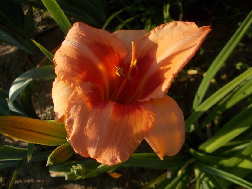 Real Wind - Hemerocallis 2019