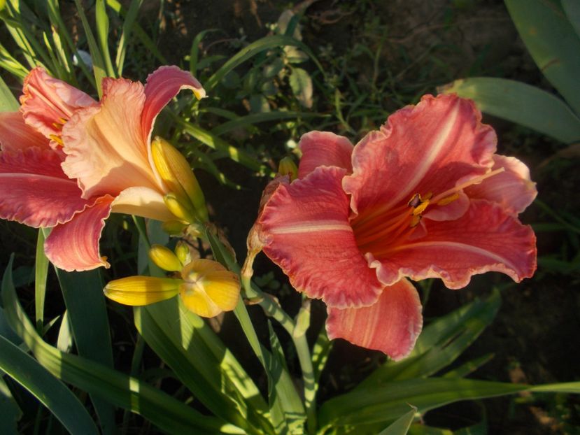  - Hemerocallis 2019