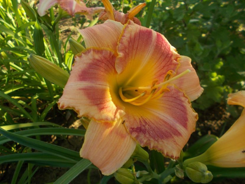CINDY'S CHOICE - Hemerocallis 2019