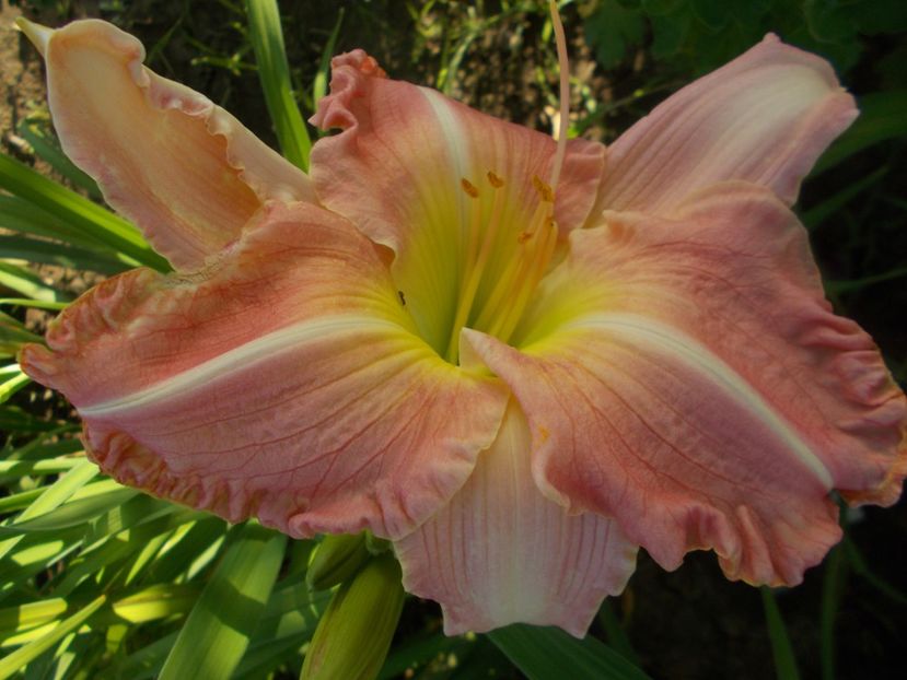  - Hemerocallis 2019