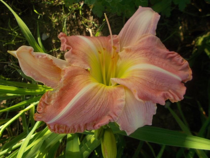  - Hemerocallis 2019
