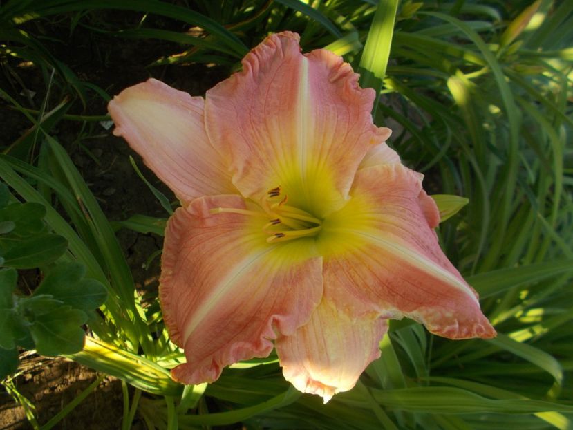  - Hemerocallis 2019