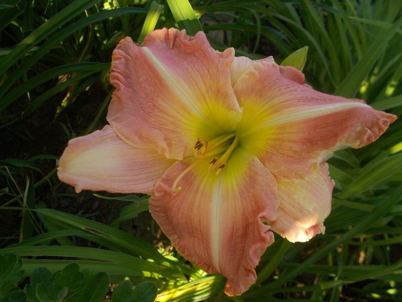  - Hemerocallis 2019