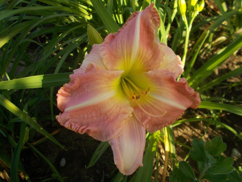  - Hemerocallis 2019