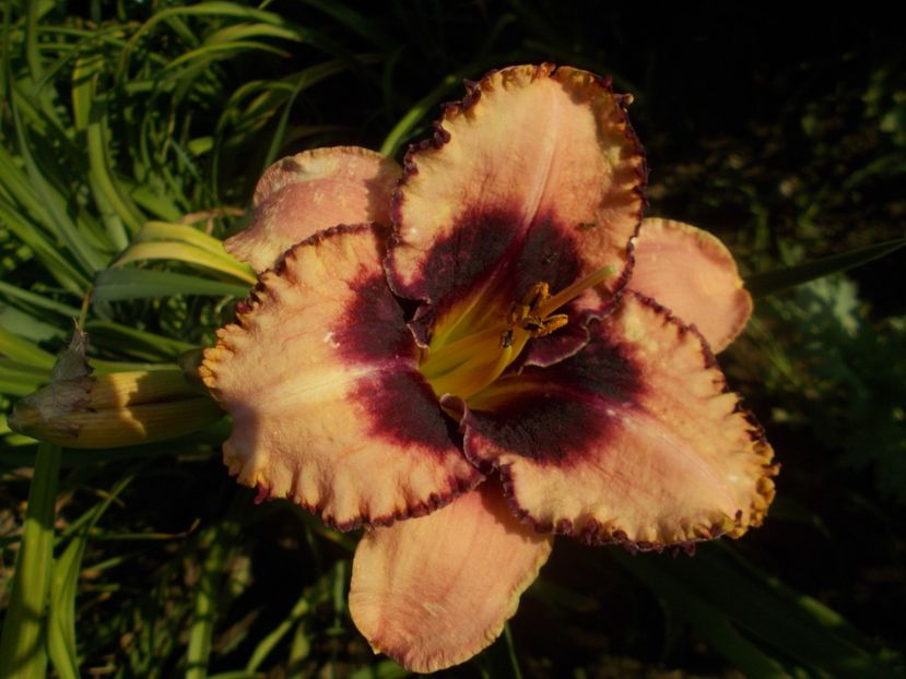  - Hemerocallis 2019