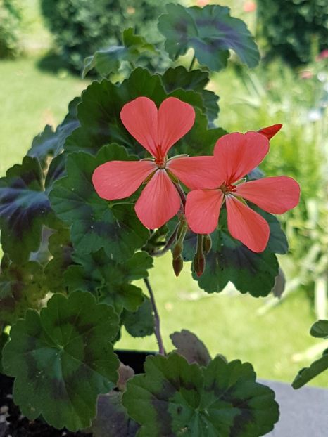 Magic Lantern - Muscate de colectie 2019