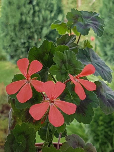 Magic Lantern - Muscate de colectie 2019