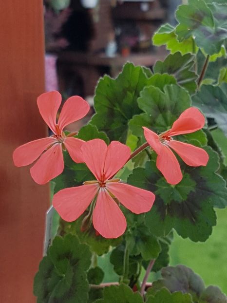 Magic Lantern - Muscate de colectie 2019