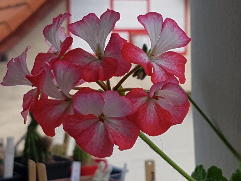 Yvonne - Muscate de colectie 2019