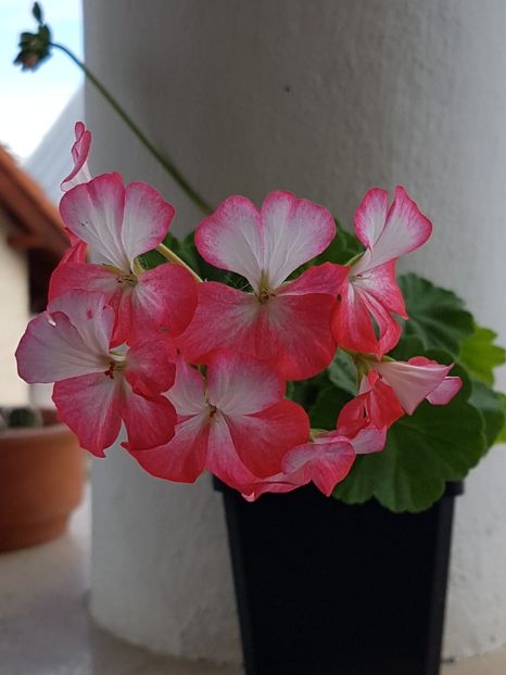 Yvonne - Muscate de colectie 2019