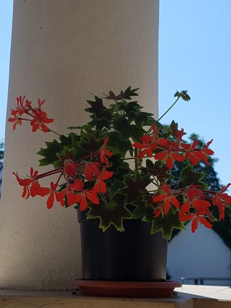 Vancouver Centennial - Muscate de colectie 2019