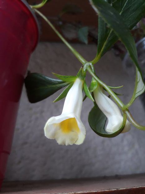  - R19 - Glabrata v Oro - renuntat