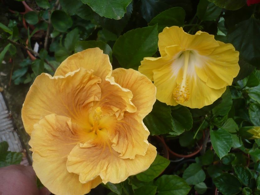 P1420190 - HIBISCUSI 2019-2