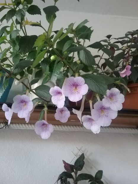  - Ambroise Verschaffelt