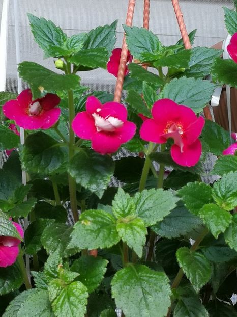  - Achimenes 2019