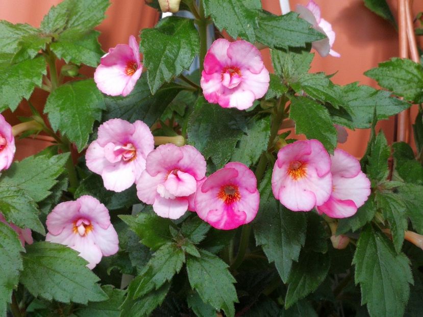  - Achimenes 2019