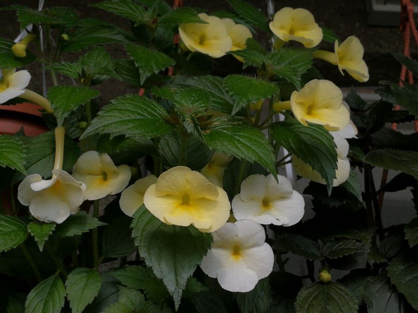 - Achimenes 2019