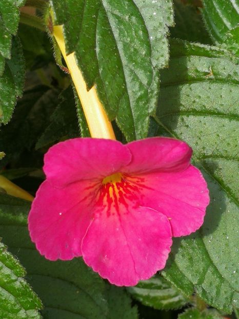  - Achimenes 2019