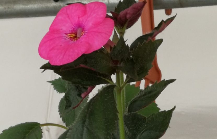  - Achimenes 2019