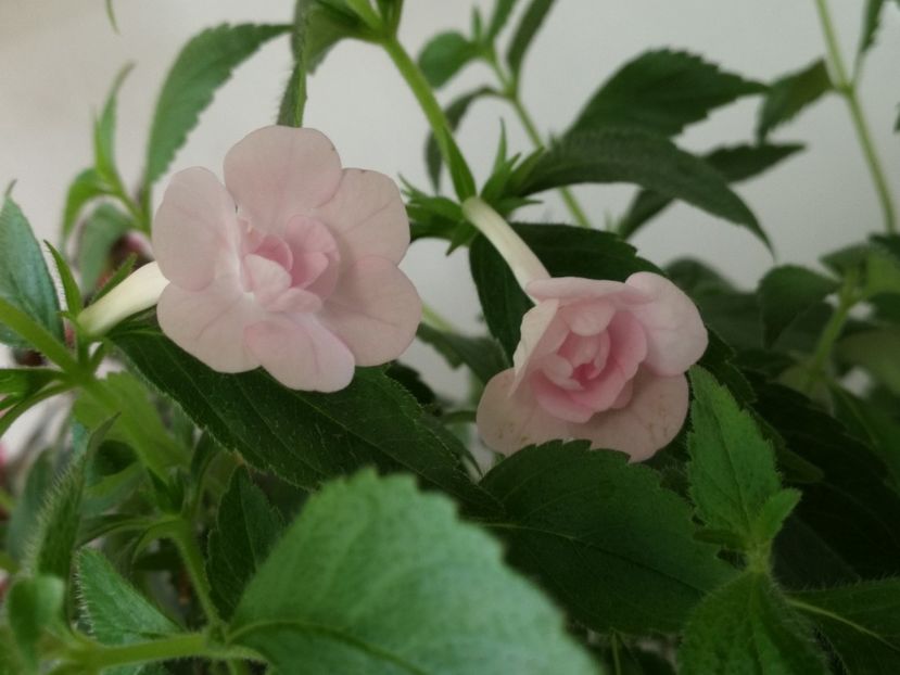  - Achimenes 2019